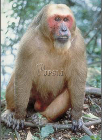 Macaca
